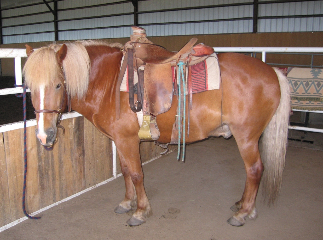 New Custom Saddle ? Cinch Placement General Saddlery Discussion